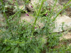 Scrophularia canina
