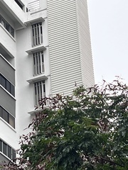 Psittacula alexandri