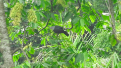 Ducula pacifica