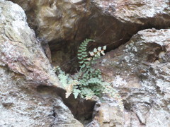 Asplenium bradleyi