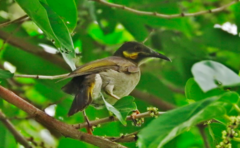Foulehaio carunculatus