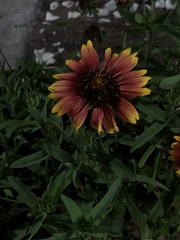 Gaillardia
