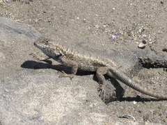 Sceloporus occidentalis becki
