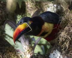 Fiery-Billed Aracari photo 5