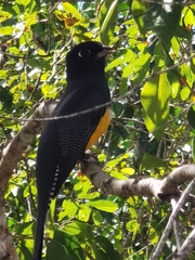 Trogon