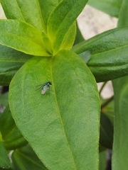 Condylostylus mundus