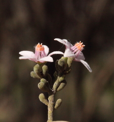 Philotheca tomentella