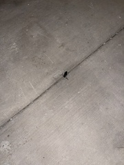 Prionus californicus