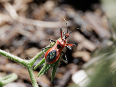 Gminatus