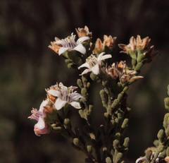 Philotheca tomentella