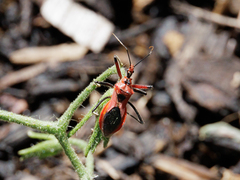 Gminatus