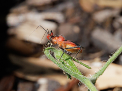Gminatus