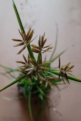 Cyperus polystachyos