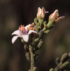 Philotheca tomentella