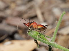 Gminatus