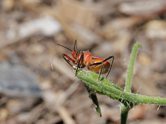 Gminatus