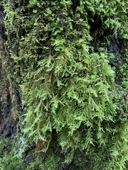 Kindbergia oregana