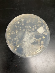 Bacillus mycoides