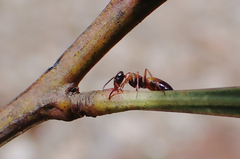 Opisthopsis picta