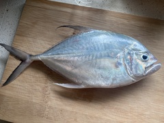 Caranx papuensis