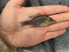 Lepomis marginatus