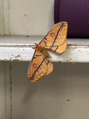 Opodiphthera fervida