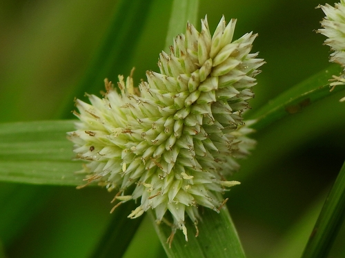 Cyperus sesquiflorus