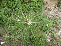 Centaurea calcitrapa