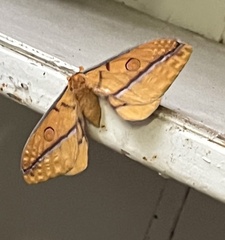 Opodiphthera fervida