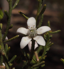 Philotheca brucei brucei