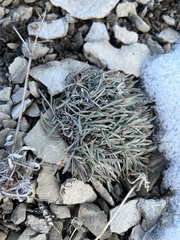 Townsendia hookeri