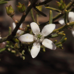Philotheca brucei brucei