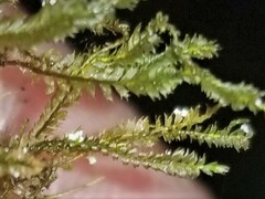 Lophocolea coadunata