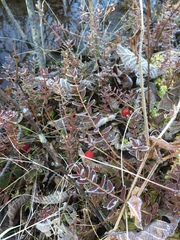 Vaccinium macrocarpon