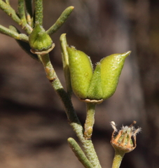 Philotheca brucei brucei