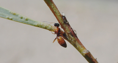 Opisthopsis picta