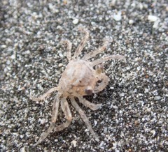 Ocypode quadrata