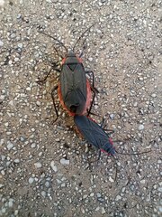 Jadera haematoloma