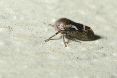 Smiliinae