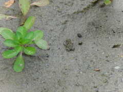 Rhinella horribilis