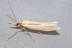 Orocrambus ramosellus