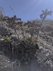 Dudleya candelabrum