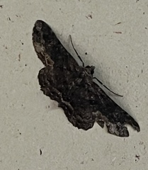 Paradromulia ambigua