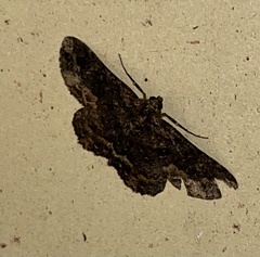 Paradromulia ambigua