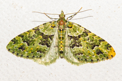 Pasiphila melochlora