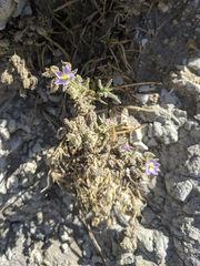 Spergularia macrotheca macrotheca