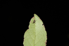 Chalepistes spermophilus