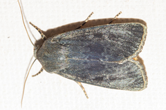 Physetica caerulea