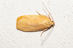 Proteodes carnifex