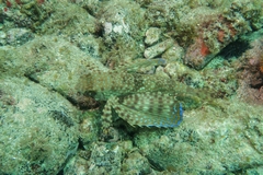 Dactylopterus volitans